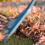 pulizia foglie secche, raccolta foglie