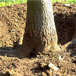 trapianto alberi, installazione alberi e piante
